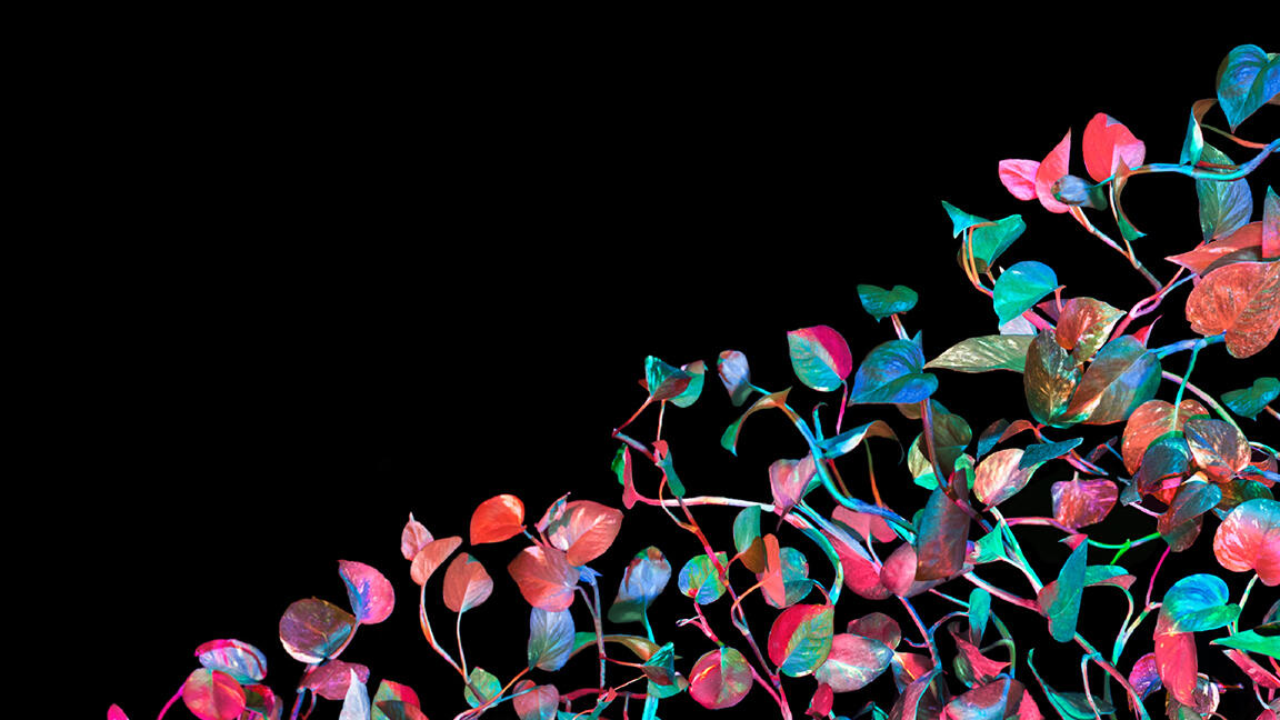 Vines at Night Vines at Night