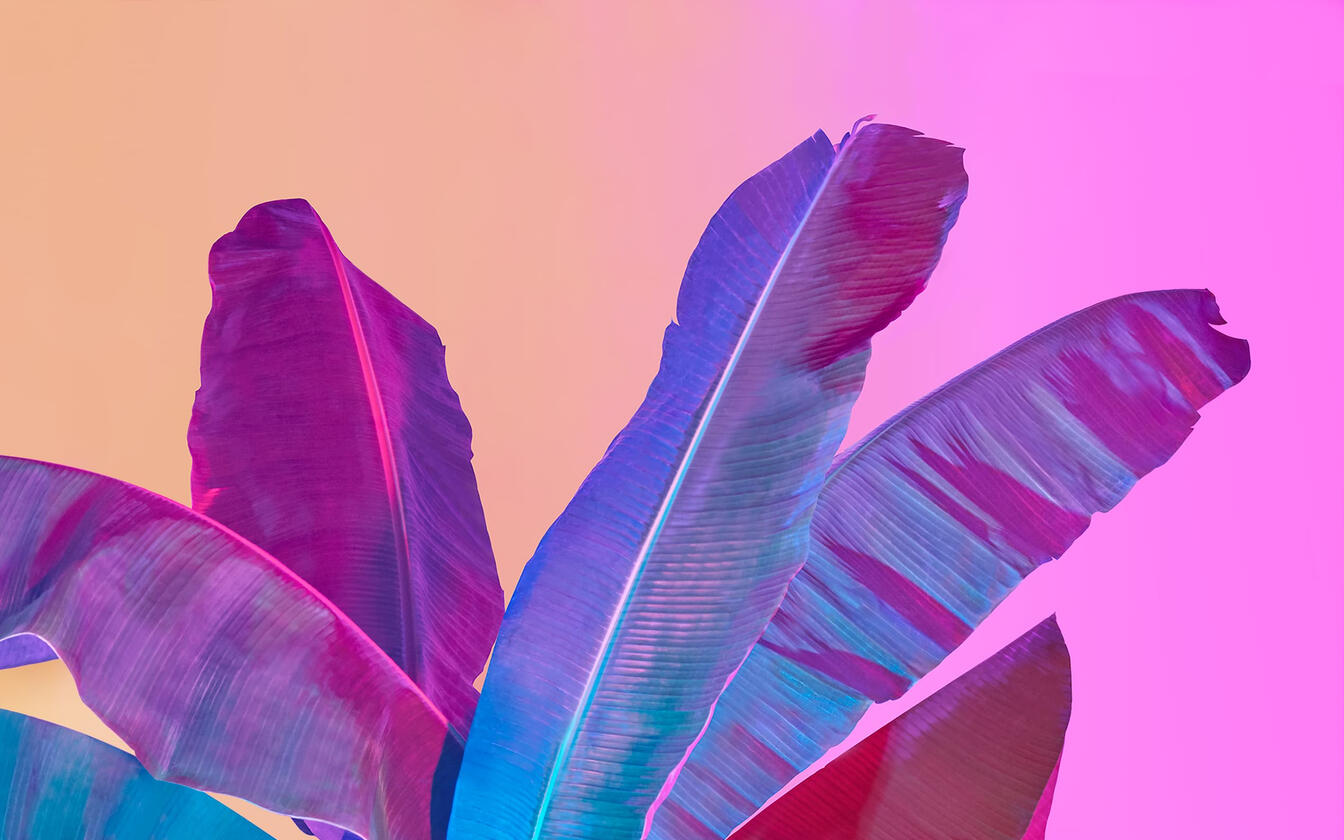 Banana Leaves at Dawn